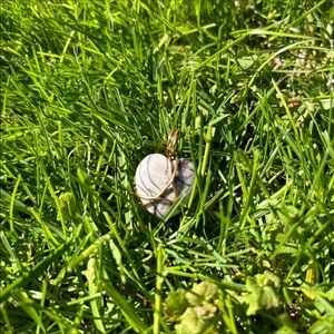 Spiderweb Jasper wire wrapped heart crystal